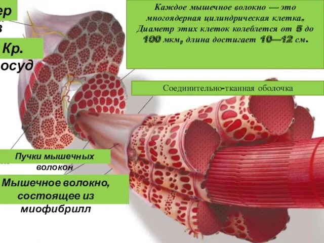 нерв Кр.сосуд Соединительно-тканная оболочка Пучки мышечных волокон Мышечное волокно, состоящее