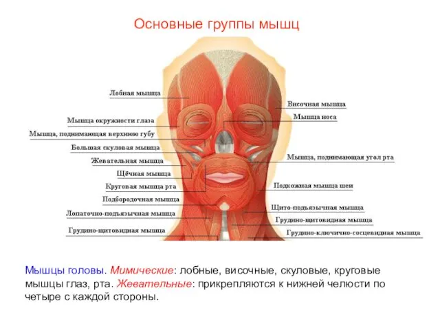 Основные группы мышц Мышцы головы. Мимические: лобные, височные, скуловые, круговые