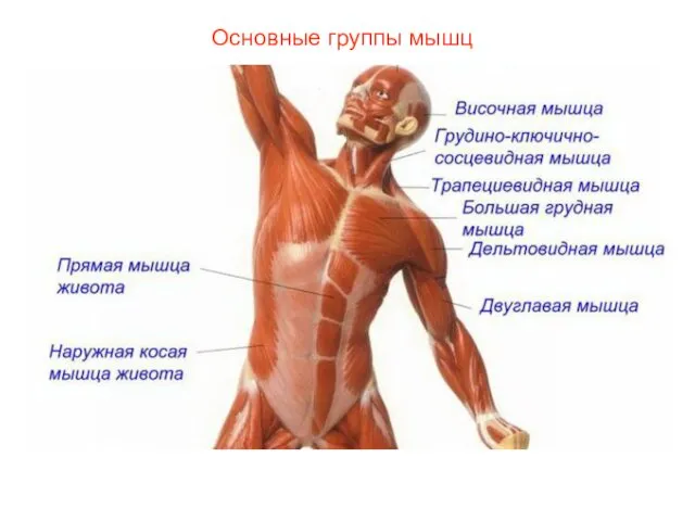 Основные группы мышц