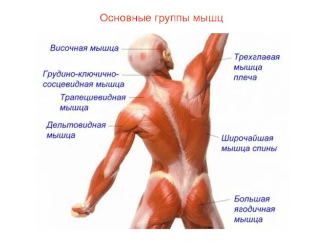 Основные группы мышц