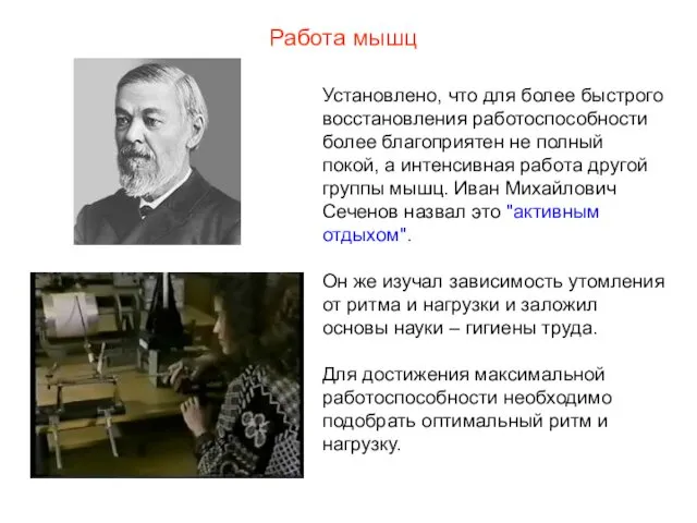 Работа мышц Установлено, что для более быстрого восстановления работоспособности более