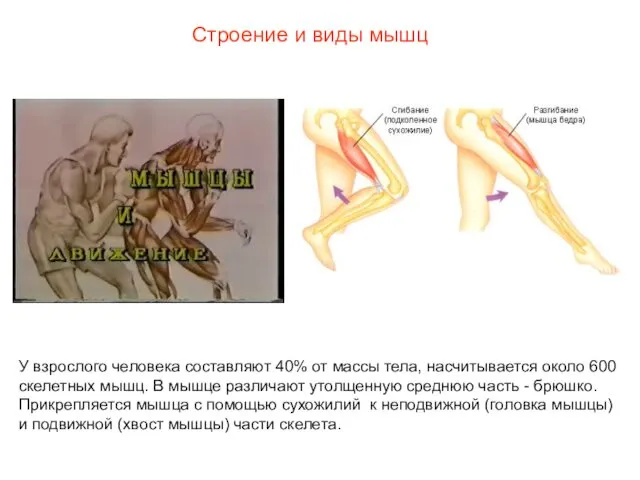 Строение и виды мышц У взрослого человека составляют 40% от