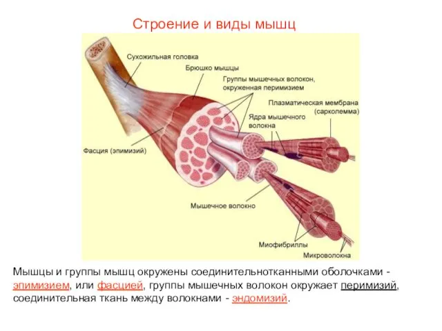 Строение и виды мышц Мышцы и группы мышц окружены соединительнотканными