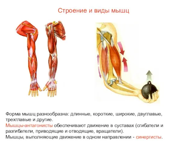 Строение и виды мышц Форма мышц разнообразна: длинные, короткие, широкие,