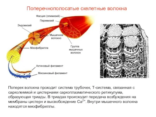 Поперечнополосатые скелетные волокна Поперек волокна проходит система трубочек, Т-система, связанная