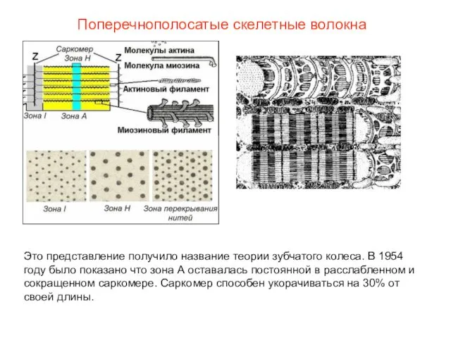 Поперечнополосатые скелетные волокна Это представление получило название теории зубчатого колеса.