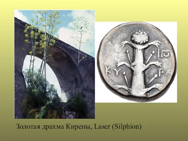 Золотая драхма Кирены, Laser (Silphion)