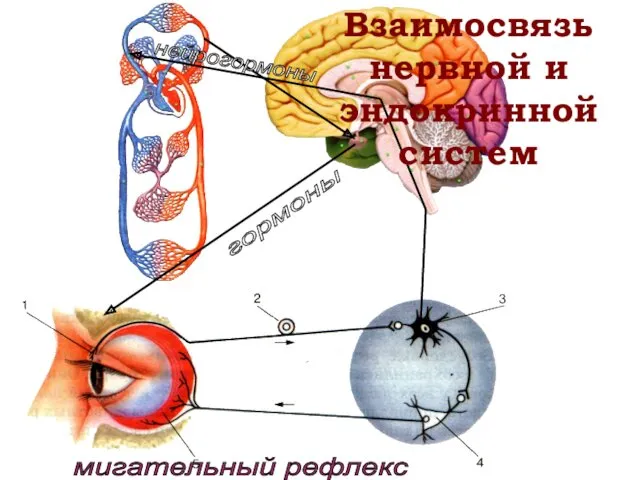 Взаимосвязь нервной и эндокринной систем нейрогормоны гормоны мигательный рефлекс