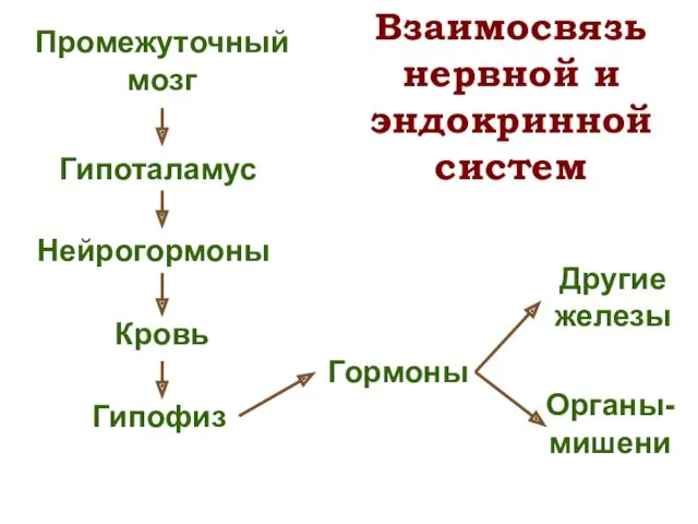 Промежуточный мозг Гипоталамус Нейрогормоны Кровь Гипофиз Гормоны Другие железы Органы-мишени Взаимосвязь нервной и эндокринной систем