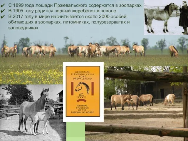 С 1899 года лошади Пржевальского содержатся в зоопарках В 1905 году родился первый