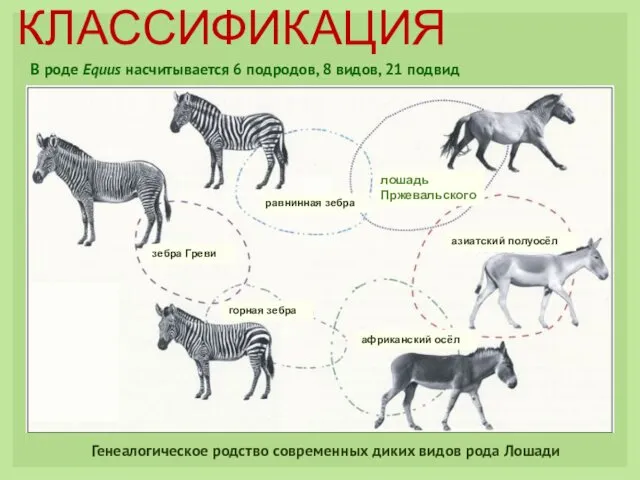 В роде Equus насчитывается 6 подродов, 8 видов, 21 подвид Генеалогическое родство современных