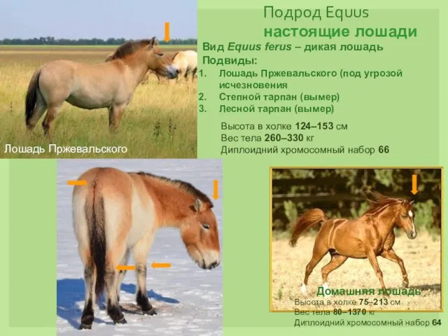 Подрод Equus настоящие лошади Вид Equus ferus – дикая лошадь Подвиды: Лошадь Пржевальского