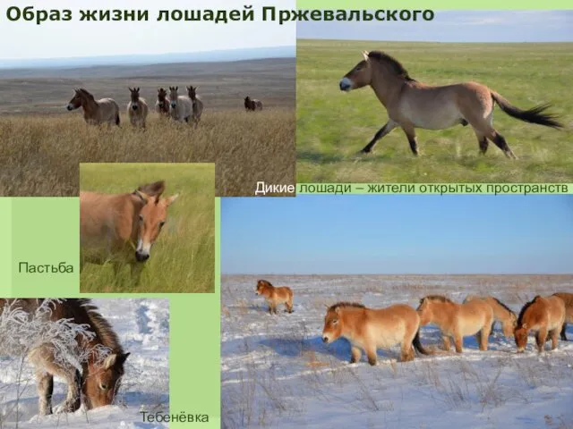 Образ жизни лошадей Пржевальского Дикие лошади – жители открытых пространств Пастьба Тебенёвка