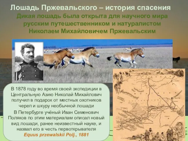 Лошадь Пржевальского – история спасения Дикая лошадь была открыта для научного мира русским