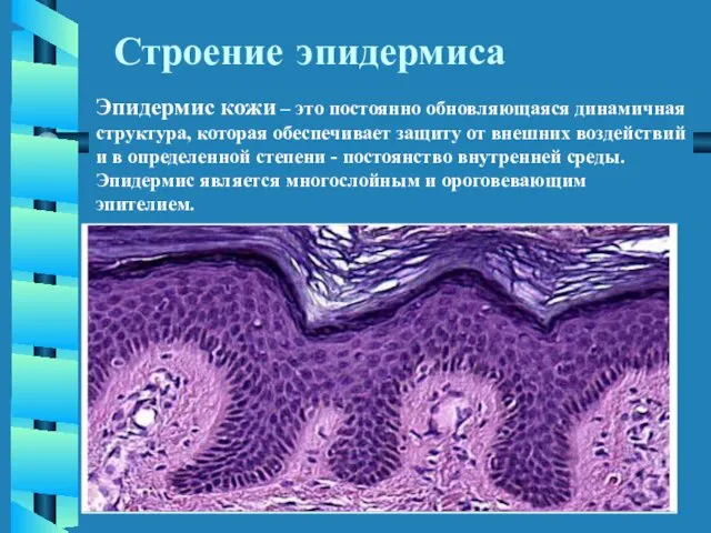 Строение эпидермиса Эпидермис кожи – это постоянно обновляющаяся динамичная структура,