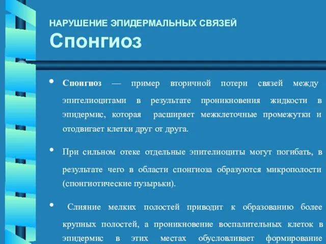 Спонгиоз — пример вторичной потери связей между эпителиоцитами в результате