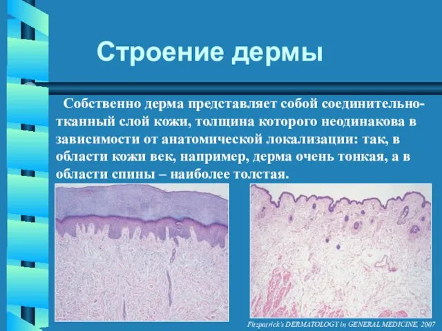 Fitzpatrick’s DERMATOLOGY in GENERAL MEDICINE, 2007 Строение дермы Собственно дерма