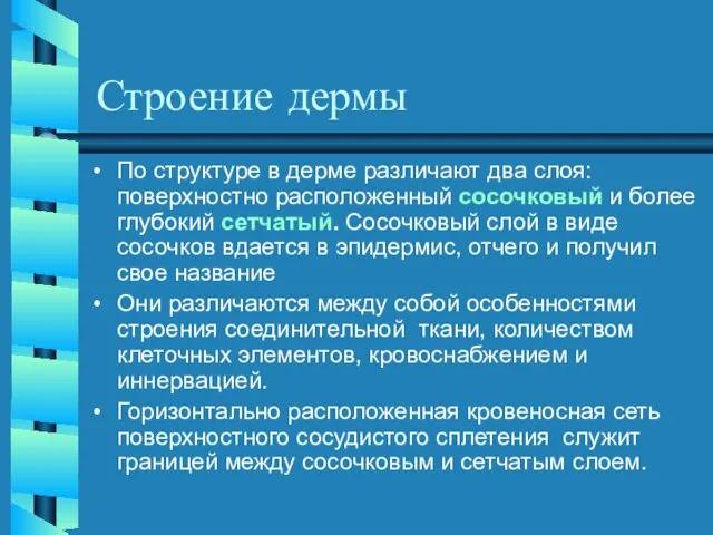 Строение дермы По структуре в дерме различают два слоя: поверхностно