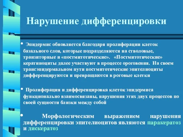 Эпидермис обновляется благодаря пролиферации клеток базального слоя, которые подразделяются на