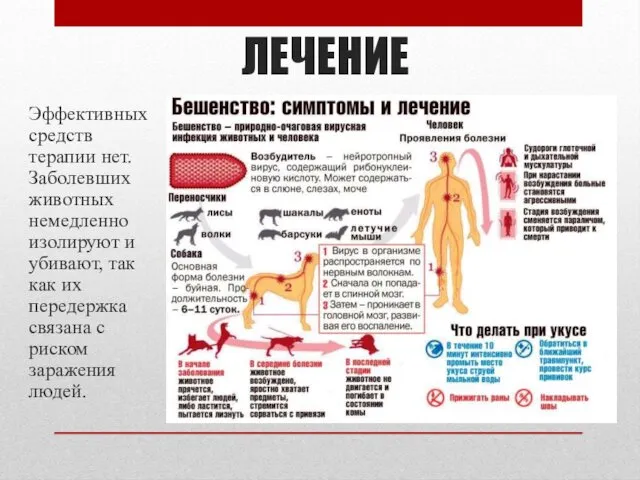 ЛЕЧЕНИЕ Эффективных средств терапии нет. Заболевших животных немедленно изолируют и