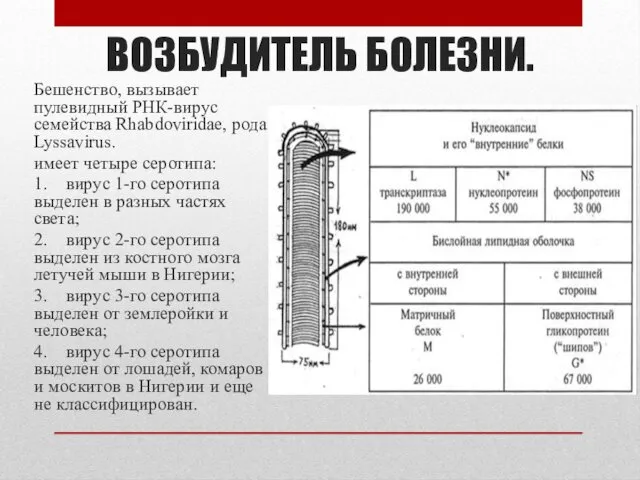 ВОЗБУДИТЕЛЬ БОЛЕЗНИ. Бешенство, вызывает пулевидный РНК-вирус семейства Rhabdoviridae, рода Lyssavirus.