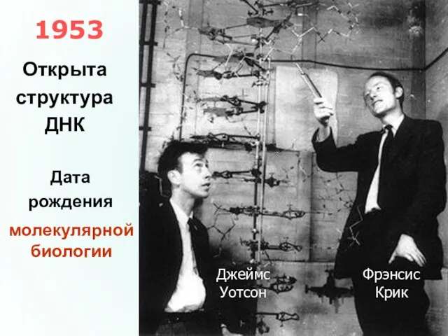 1953 Фрэнсис Крик Джеймс Уотсон Открыта структура ДНК Дата рождения молекулярной биологии