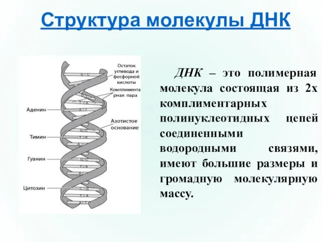 ДНК – это полимерная молекула состоящая из 2х комплиментарных полинуклеотидных