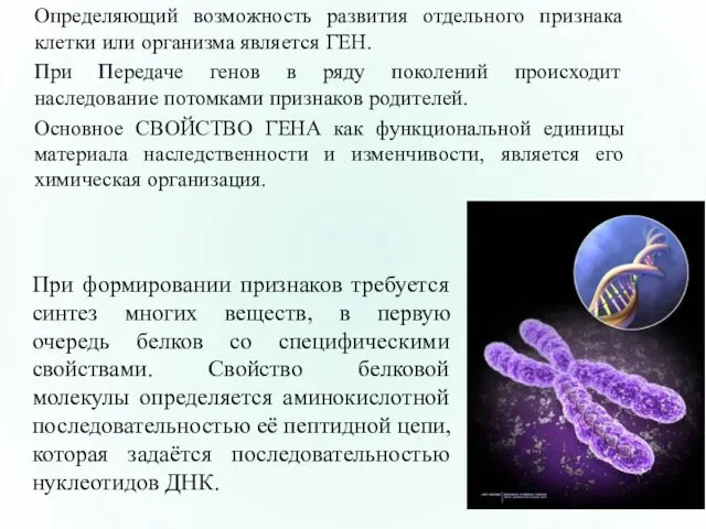 Определяющий возможность развития отдельного признака клетки или организма является ГЕН.