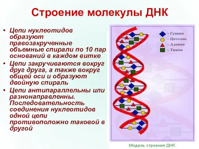 Строение молекулы ДНК Цепи нуклеотидов образуют правозакрученные объемные спирали по