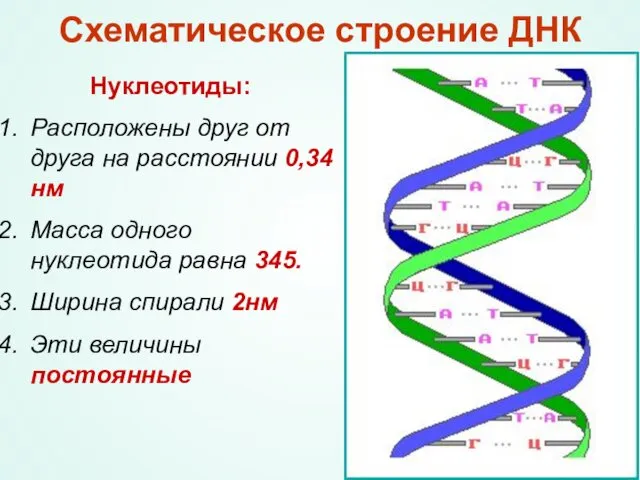 Схематическое строение ДНК Нуклеотиды: Расположены друг от друга на расстоянии