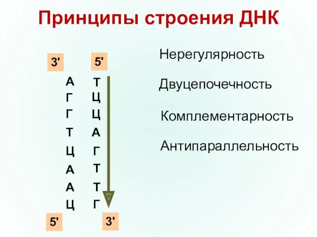 Принципы строения ДНК А Г Г Т Ц А А