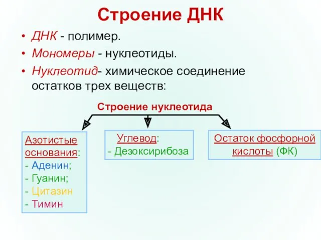 Строение ДНК ДНК - полимер. Мономеры - нуклеотиды. Нуклеотид- химическое