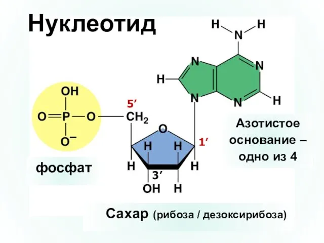 Нуклеотид фосфат Сахар (рибоза / дезоксирибоза) Азотистое основание – одно из 4 1’ 3’ 5’