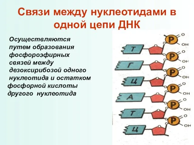 Связи между нуклеотидами в одной цепи ДНК Осуществляются путем образования