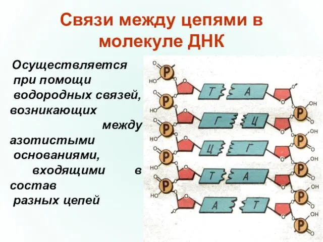 Связи между цепями в молекуле ДНК Осуществляется при помощи водородных