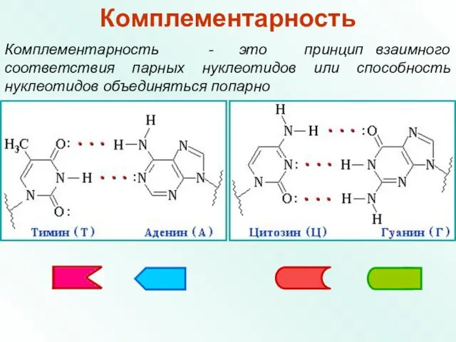 Комплементарность Комплементарность - это принцип взаимного соответствия парных нуклеотидов или способность нуклеотидов объединяться попарно