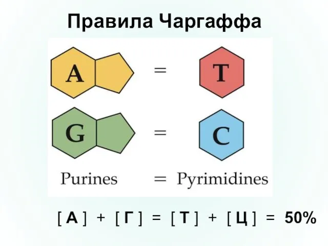 Правила Чаргаффа [ А ] + [ Г ] =