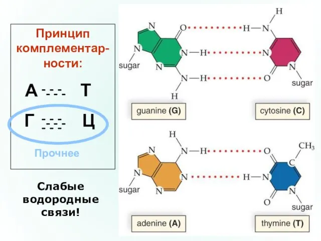 Принцип комплементар-ности: А Т Г Ц - - - -