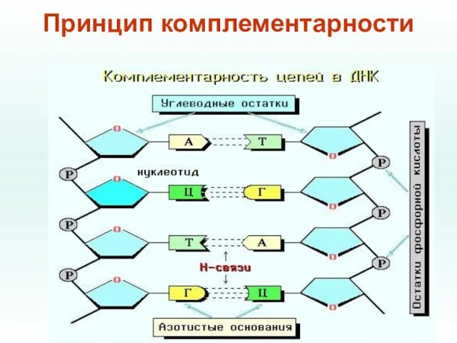 Принцип комплементарности