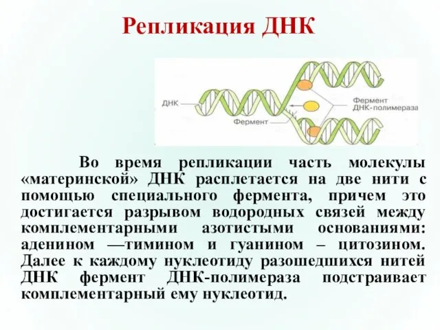 Репликация ДНК Во время репликации часть молекулы «материнской» ДНК расплетается