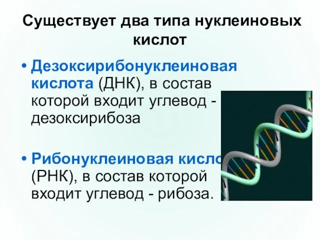 Существует два типа нуклеиновых кислот Дезоксирибонуклеиновая кислота (ДНК), в состав