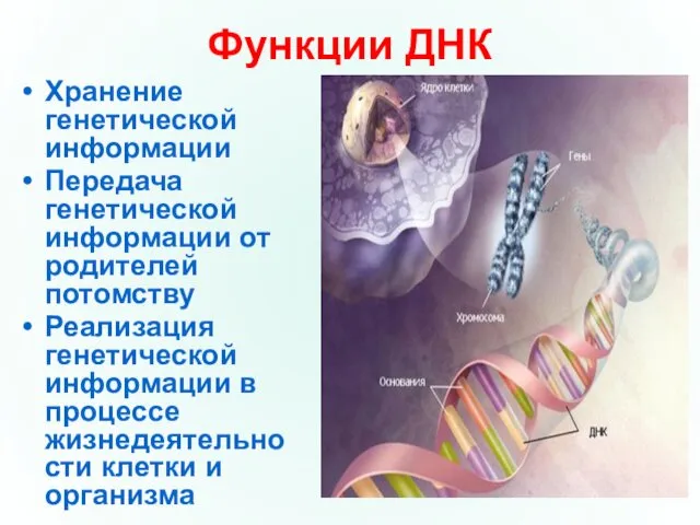 Функции ДНК Хранение генетической информации Передача генетической информации от родителей