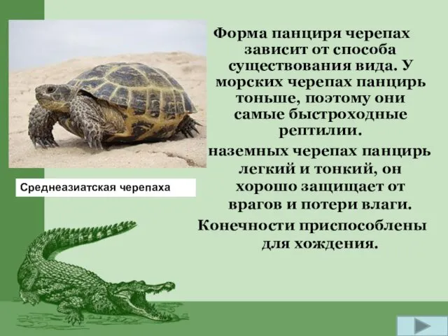 Форма панциря черепах зависит от способа существования вида. У морских черепах панцирь тоньше,