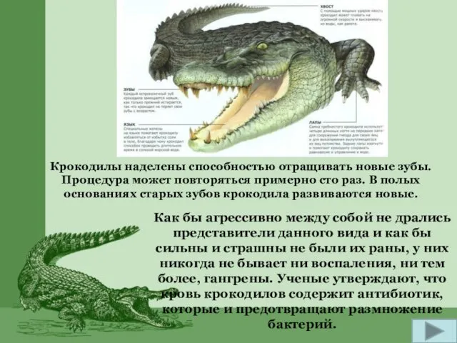 Крокодилы наделены способностью отращивать новые зубы. Процедура может повторяться примерно сто раз. В