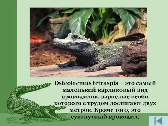 Osteolaemus tetraspis – это самый маленький карликовый вид крокодилов, взрослые особи которого с