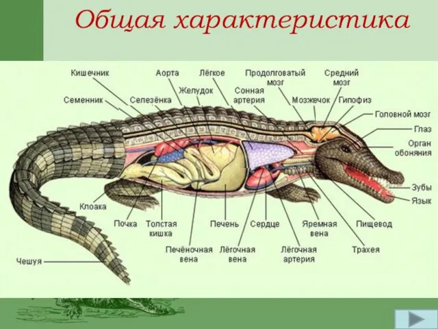 Общая характеристика