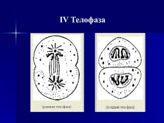 IV Телофаза