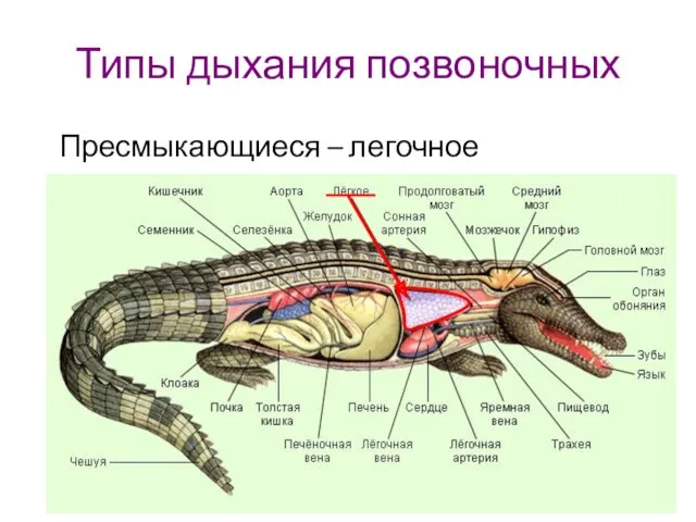 Типы дыхания позвоночных Пресмыкающиеся – легочное