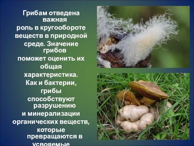 Грибам отведена важная роль в кругообороте веществ в природной среде. Значение грибов поможет