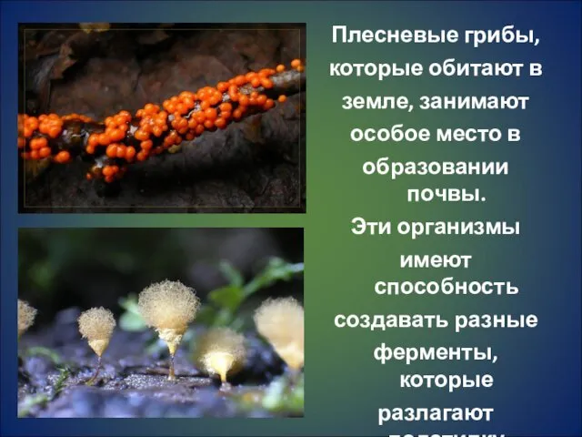 Плесневые грибы, которые обитают в земле, занимают особое место в образовании почвы. Эти
